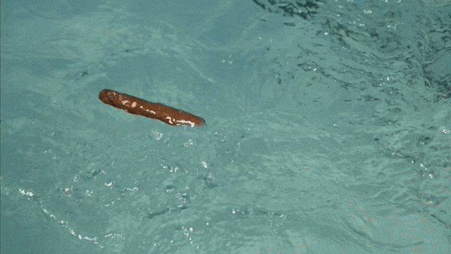 000ab2fe-e224-4da0-a6d5-031cd424b5d2.gif
